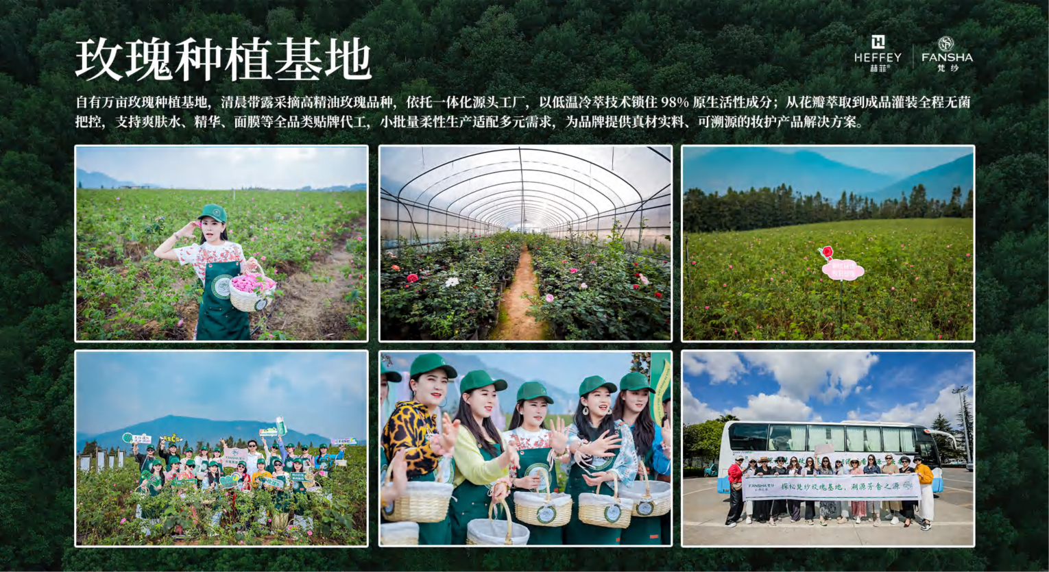 探秘梵纱玫瑰基地